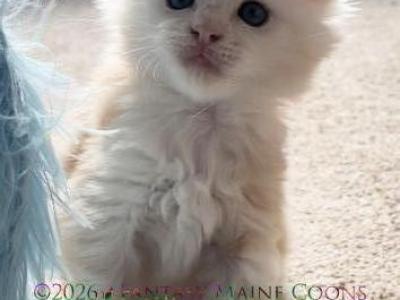 Cream Puff - Maine Coon - Gallery Photo #1