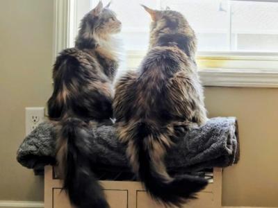 Onyx And Lucy Lou - Maine Coon - Gallery Photo #1