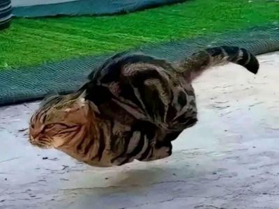 Dashas Litter - Polydactyl - Gallery Photo #1