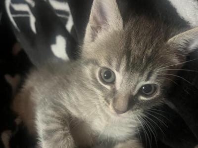 Jack And Smokey - Domestic - Gallery Photo #1