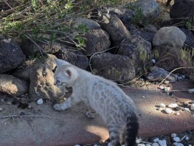 Sheldon Snow Bengal - Bengal - Gallery Photo #1