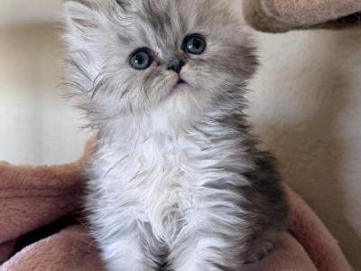 Katarina X Gatsby - Persian - Gallery Photo #1