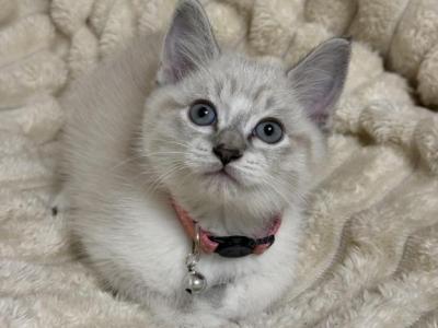 Precious - Siamese - Gallery Photo #1