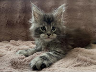 Boy From Breeder - Maine Coon - Gallery Photo #1
