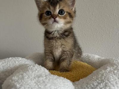 Oliver Scottish Kitten - Scottish Straight - Gallery Photo #1