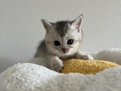 Smokey Scottish Kitten - Scottish Straight - Gallery Photo #1