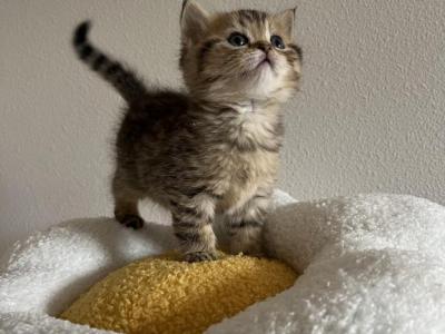 Tiger Scottish Kitten - Scottish Straight - Gallery Photo #1