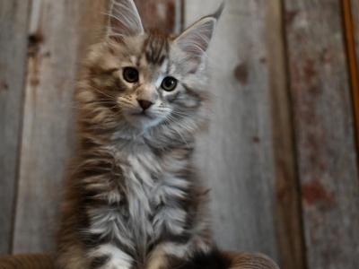 Frosty - Maine Coon - Gallery Photo #1