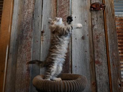 Juniper - Maine Coon - Gallery Photo #1