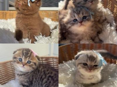 Adorable Scottish Fluffy Kittens - Scottish Fold - Gallery Photo #1
