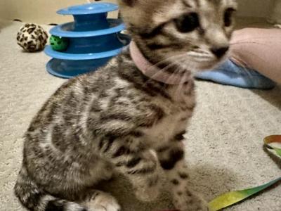 Brown Female Pink Collar - Bengal - Gallery Photo #1