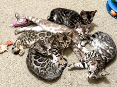 Mikuni Litter 4F 1M - Bengal - Gallery Photo #1