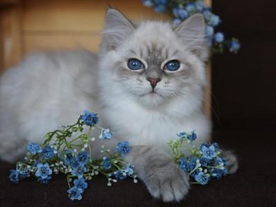 FENECHKA IZ TVERSKOGO KNYAZHESTVA - Siberian - Gallery Photo #1