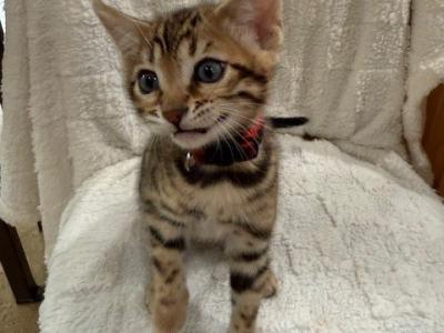 Big Red - Bengal - Gallery Photo #1