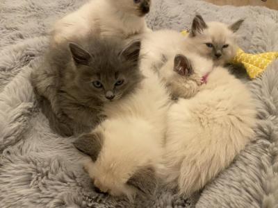 Ragamese - Ragdoll - Gallery Photo #1