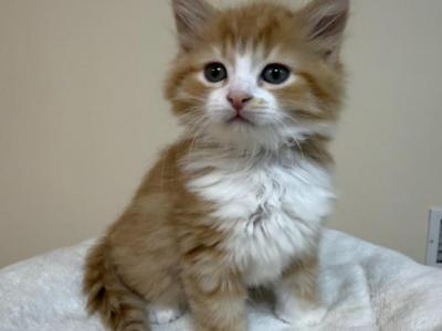 Ragdoll Mix - Ragdoll - Gallery Photo #1