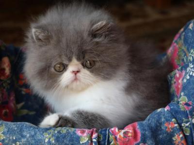 CFA Registered Knitstitch Theodore Teddy - Persian - Gallery Photo #1