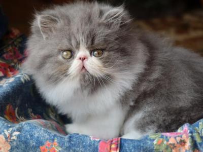 CFA Registered Knitstitch Sofia - Persian - Gallery Photo #1