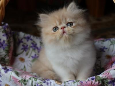 CFA Registered Knitstitch Butterscotch - Persian - Gallery Photo #1