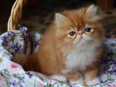 CFA Registered Knitstitch Firefly - Persian - Gallery Photo #1