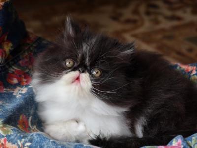 CFA Registered Knitstitch Franklin - Persian - Gallery Photo #1