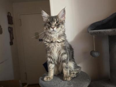 Sam - Maine Coon - Gallery Photo #1