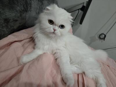 Hope - Persian - Gallery Photo #1