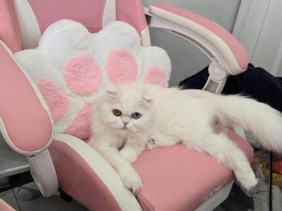 Hope - Persian - Gallery Photo #1