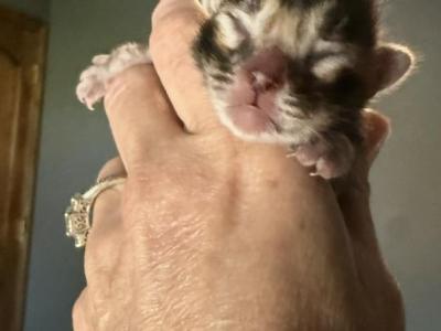 Brown Female - Bengal - Gallery Photo #1