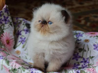 CFA Registered Knitstitch Christopher - Persian - Gallery Photo #1