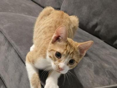 Faith - Domestic - Gallery Photo #1