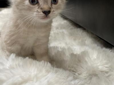 Siamese Bengal - Bengal - Gallery Photo #1