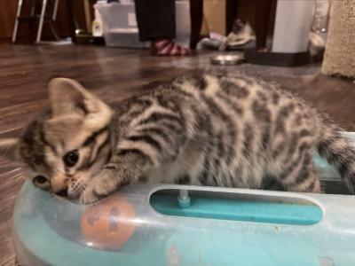 Bengal Siamese - Bengal - Gallery Photo #1