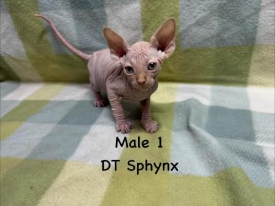 Rosies Kittens - Sphynx - Gallery Photo #1