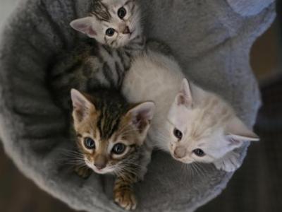 Bengal - Bengal - Gallery Photo #1