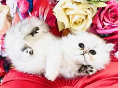 Princess Cupcake - Exotic - Gallery Photo #1