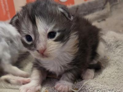 Ying - Maine Coon - Gallery Photo #1