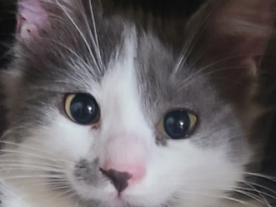 Moostachio - Domestic - Gallery Photo #1