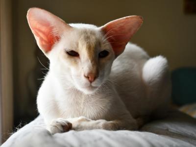 BARNEY - Oriental - Gallery Photo #1