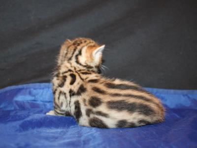 Artemis - Bengal - Gallery Photo #1