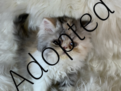 Calico Peke - Persian - Gallery Photo #1