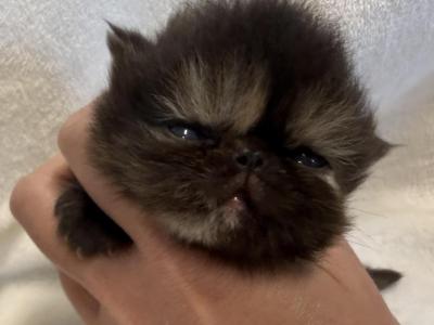 Autumn - Persian - Gallery Photo #1