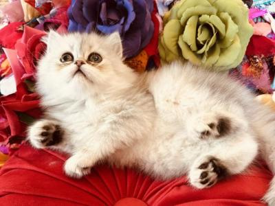 Prince Loverboy - Exotic - Gallery Photo #1