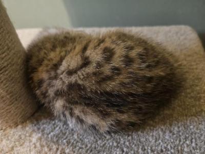 Bengal Kittens Vaccinated Payment Plans Available - Bengal - Gallery Photo #1