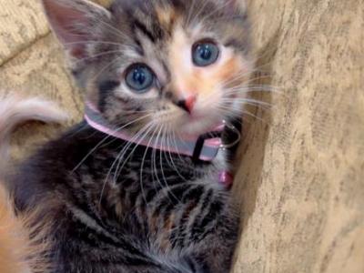 Beautiful Litter Of Kittens - American Shorthair - Gallery Photo #1