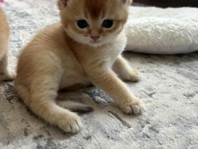 British Golden And Lilac Chinchilla - British Shorthair - Gallery Photo #1