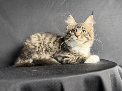 Astoria Female Black Mackerel Ticked Tabby - Maine Coon - Gallery Photo #1