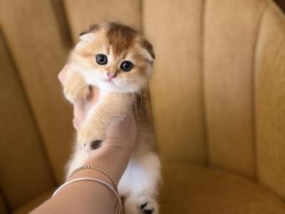 Scottish Fold Male Kitten - Scottish Fold - Gallery Photo #1