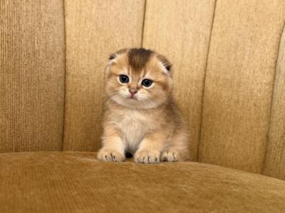 Scottish Fold Female - Scottish Fold - Gallery Photo #1