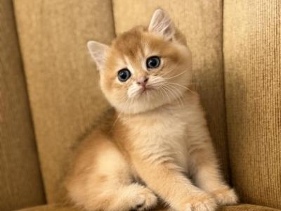 Scottish Straight  Kitten - Scottish Straight - Gallery Photo #1